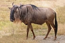 Africa’s wildebeest: those that can’t migrate are becoming genetically weaker – new study