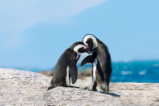 South Africa to ban fishing around African penguin colonies for 10 years