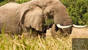 Botswana elephant hunting under scientific review