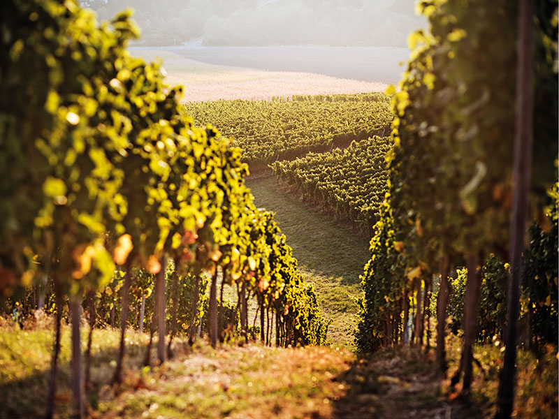 Wine tourism now accounts for a quarter of global winery revenue