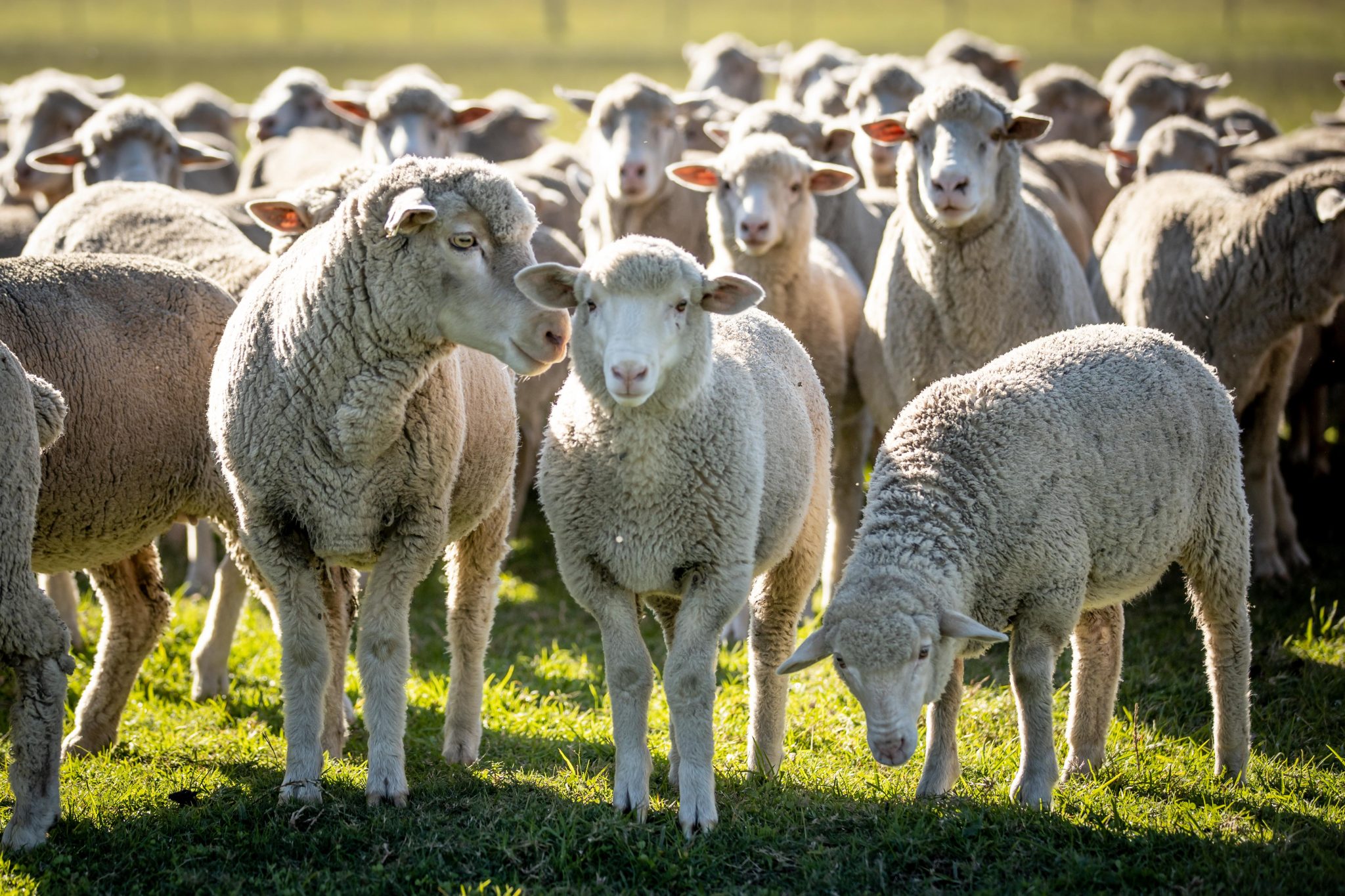 Profitable Sheep Farming: Two Cheques from One Sheep Offer Remarkable Opportunities