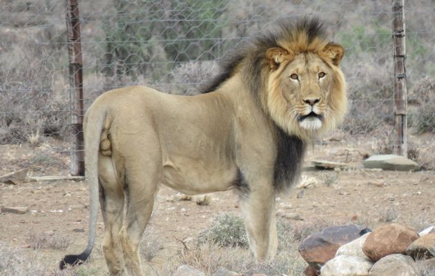 Lion bones and predator farming – picking on the carcass of SA tourism