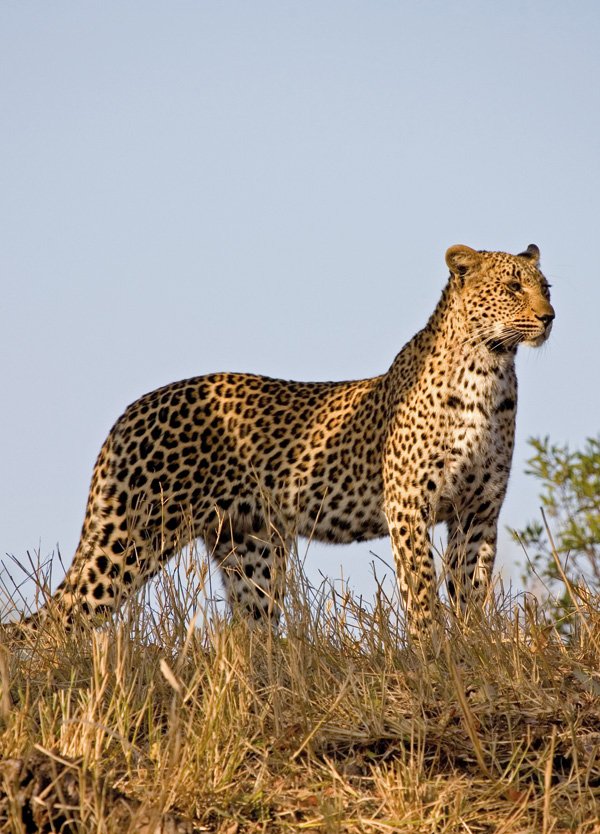 Africa- Malawis Cheetahs coming back- 