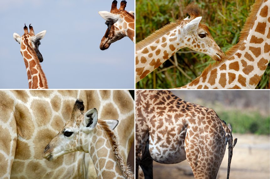 Giraffe facts you need to know- Africa