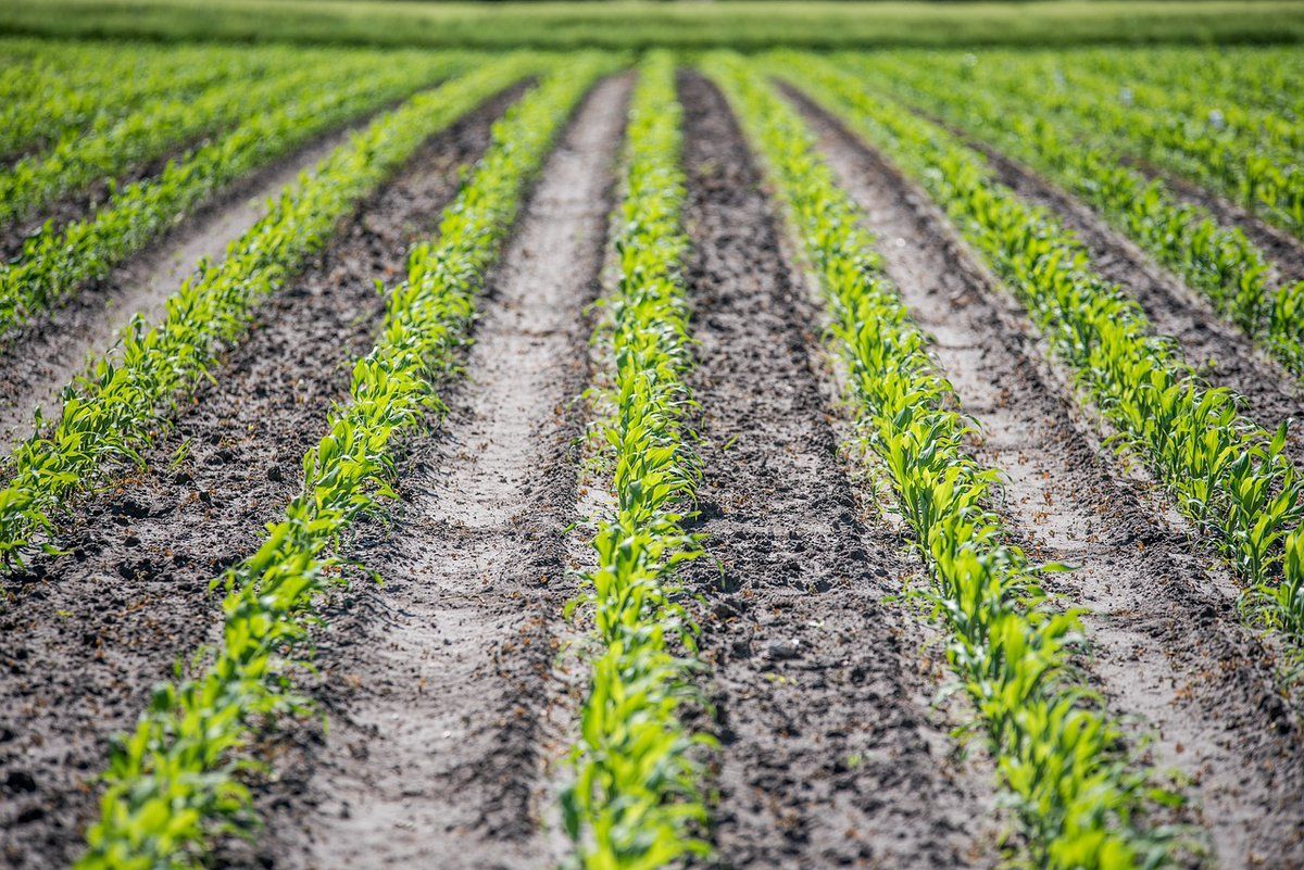 As dit die jaar te veel reen - Suid Afrika in 2022