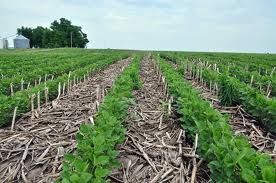 No-till farming improves crop yields, study finds