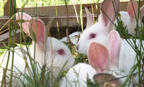 Africa’s New White Meat: Rabbit