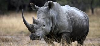 Rhino poaching in Namibia down