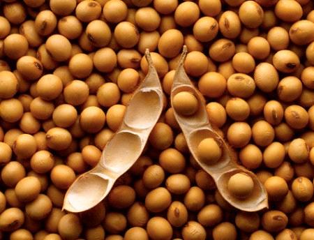 China soybean imports forecast to fall 