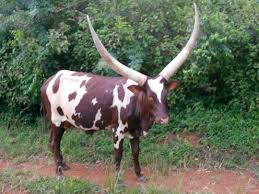 Small-scale farmers demand access to land