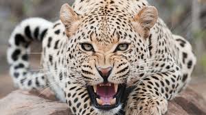 Leopard hunting: CITES quotas not sustainable, say researchers