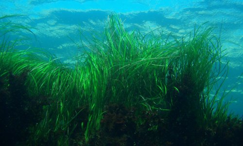 THE IMPORTANCE OF SEAGRASS