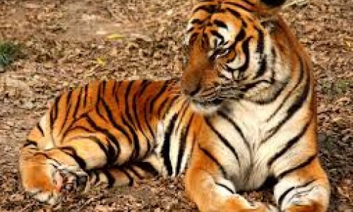 Many land animals ‘will go extinct’ in just two decades