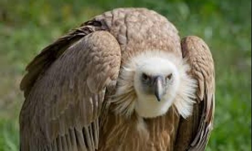 10 endangered animals in South Africa and how you can help