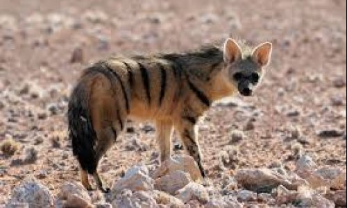 THE “EARTH WOLF” WITH A PARTICULAR PALATE