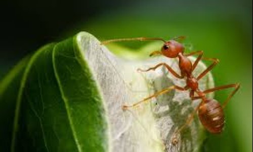 What can ants, bees, and other social insects teach us about aging?