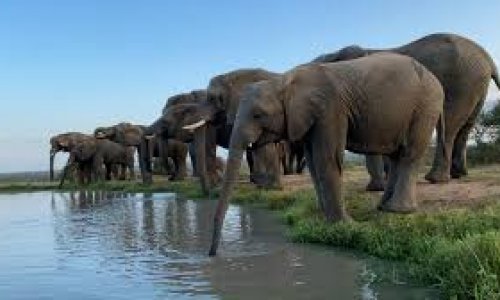 Poaching and tuskless elephants – the scientific confirmation