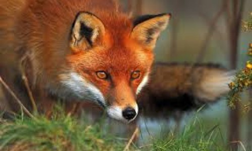 African canids – 11 fascinating species