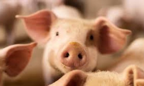 5 very topical questions about cultured meat