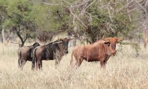 Wildebeest sleep and the mysteries of slumber