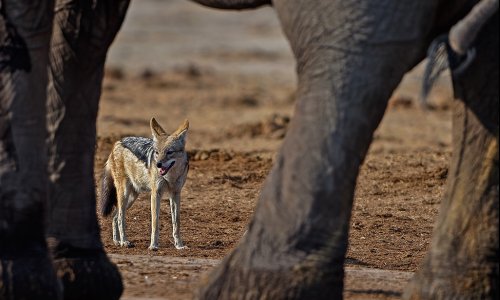 Jackal of Africa