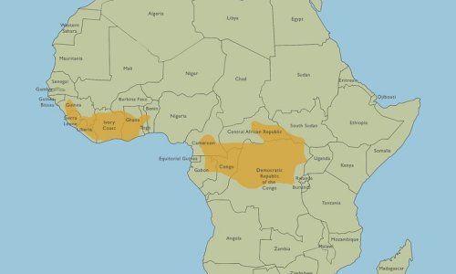 Bongo -The most mysterious antelope in Africa
