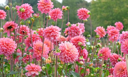 Arrow tips found in South Africa are the oldest evidence of poison use in hunting