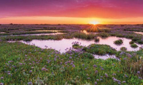 What is a wetland? An ecologist explains