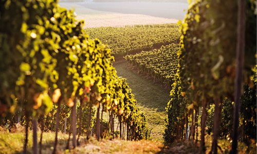 Where are Europe’s top wine destinations?