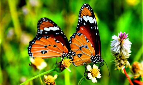 A global butterfly index could advance insect conservation worldwide