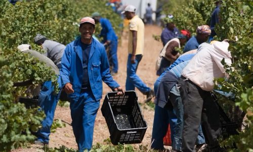 Undocumented Workers in South African Agriculture: Why Labour Compliance Has Become Critical for Farmers
