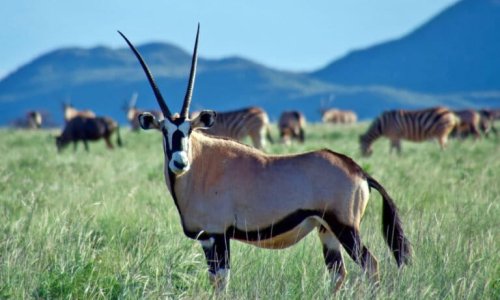 The value of South Africa’s wildlife shouldn’t be in the hands of wealthy foreign hunters 