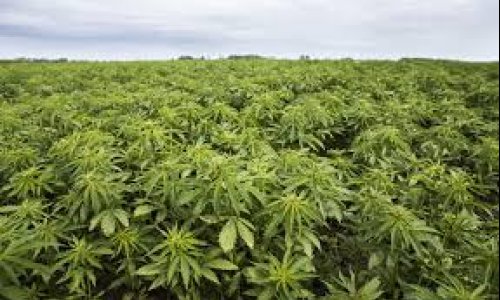 Is hemp a thirsty crop? New research measures just how much water cannabis farming can use