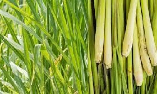 Lemongrass Farming in Kenya 2026 