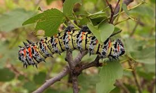 Mopane worm and termite sales relieve poverty in rural South Africa – studies explore the impact