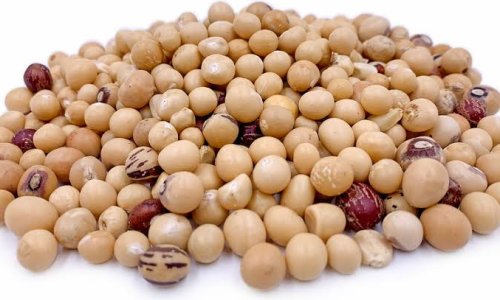Bambara groundnut: new maps show where southern African farmers can grow this drought‑tolerant crop