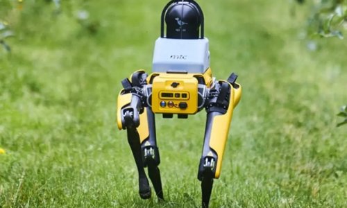 Arable farms switch to robotic dogs to guard valuable corn crops
