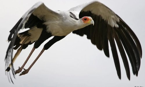 Birds of prey in South Africa are in trouble – a study analyses data from 16 years of road counts