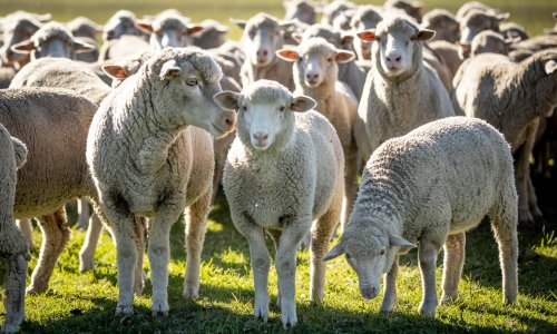 Profitable Sheep Farming: Two Cheques from One Sheep Offer Remarkable Opportunities