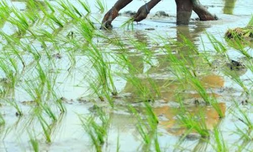  The quiet erosion: What has happened to subsistence farming in South Africa?