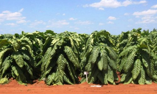 The Quality Excuse Doesn't Hold: What Zimbabwe's Tobacco Data Is Actually Saying
