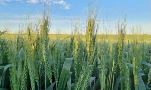 Understanding Gluten, Modern Wheat Varieties and GMO Crops