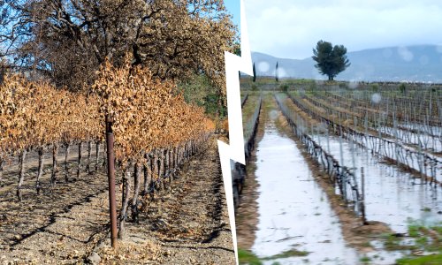 El Niño and the Cape Winelands: why the national forecast only tells part of the story
