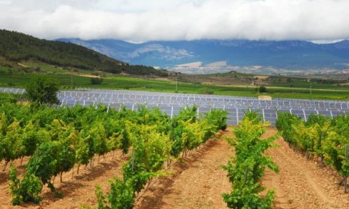 Europe’s oldest vineyards threatened by solar power