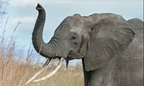 What happens to elephants that stray from Kruger Park? South African policy needs a rewrite