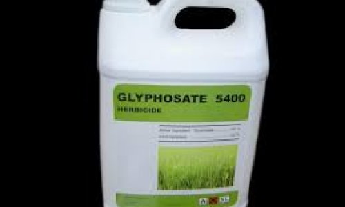 Glyphosate disrupts honey bee gut bacteria