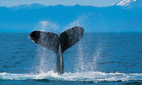Climate change threatens one of world’s biggest fish harvests