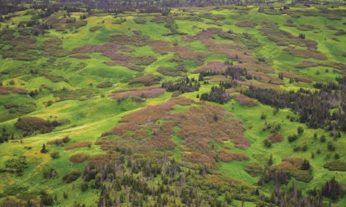 Invasive plants have a much bigger impact than we imagine