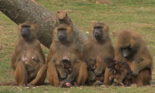In wildlife conservation, gender equality brings win-win returns