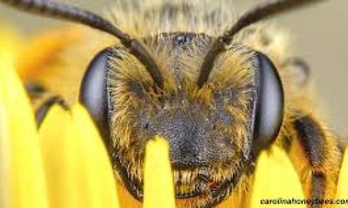 Scientists keen to dance with the honeybees and pick up their germs